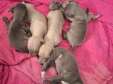 8 chiots Lévrier Italien non LOF nés en mai 2026 à réserver