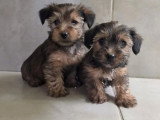 4 chiots Yorkshire non LOF nés en mars 2026 à vendre