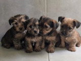 4 chiots Yorkshire non LOF nés en mars 2026 à vendre