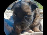 Chiot Berger Belge Tervuren mâle LOF à vendre né en avril 2026