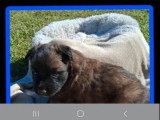 Chiot Berger Belge Tervuren mâle LOF à vendre né en avril 2026