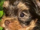 Chiot femelle Yorkshire chocolat sable non LOF à vendre