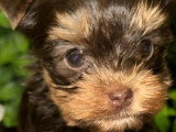 Chiot femelle Yorkshire chocolat sable non LOF à vendre