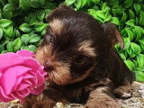 Chiot femelle Yorkshire chocolat sable non LOF à vendre