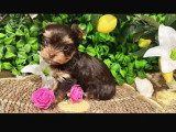 Chiot femelle Yorkshire chocolat sable non LOF à vendre