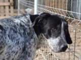 Miku, chienne en or de 4 ans à adopter en association