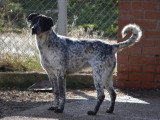 Miku, chienne en or de 4 ans à adopter en association