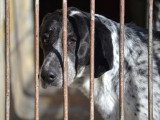 Miku, chienne en or de 4 ans à adopter en association
