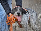 Miku, chienne en or de 4 ans à adopter en association