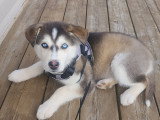 Chiot femelle Husky à vendre