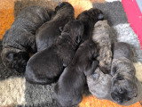 Chiots Cane Corso LOF à vendre