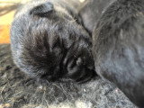 Chiots Cane Corso LOF à vendre