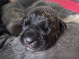 Chiots Cane Corso LOF à vendre