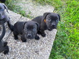 Chiots Cane Corso LOF à vendre