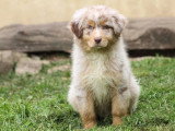 9 chiots Berger Australien non LOF nés en mars 2026 à vendre