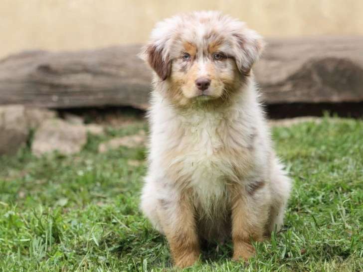 9 chiots Berger Australien non LOF nés en mars 2026 à vendre