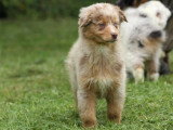 9 chiots Berger Australien non LOF nés en mars 2026 à vendre