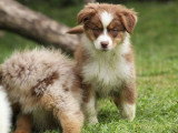 9 chiots Berger Australien non LOF nés en mars 2026 à vendre