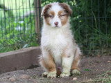 9 chiots Berger Australien non LOF nés en mars 2026 à vendre