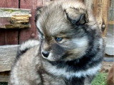 4 chiots Pomsky F2 à réserver non LOF, nés en avril 2026