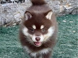 4 chiots Pomsky F2 à réserver non LOF, nés en avril 2026