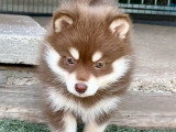 4 chiots Pomsky F2 à réserver non LOF, nés en avril 2026