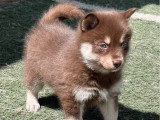 4 chiots Pomsky F2 à réserver non LOF, nés en avril 2026