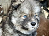 4 chiots Pomsky F2 à réserver non LOF, nés en avril 2026