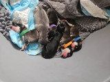 Chiots Chien Finnois de Laponie LOF à vendre