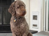 Mâle Caniche Royal brun pour saillie