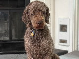 Mâle Caniche Royal brun pour saillie