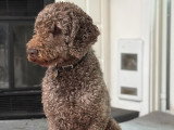 Mâle Caniche Royal brun pour saillie