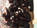 Chiots Bouvier Bernois LOF à vendre