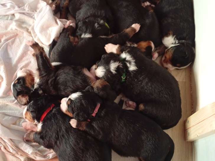Chiots Bouvier Bernois LOF à vendre