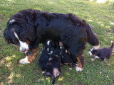 Chiots Bouvier Bernois LOF à vendre