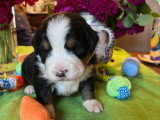 Chiots Bouvier Bernois LOF à vendre