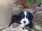 Chiots Bouvier Bernois LOF à vendre