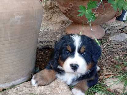 Chiots Bouvier Bernois LOF à vendre