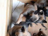 Chiots Malinois à vendre