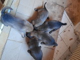 Chiots Malinois à vendre