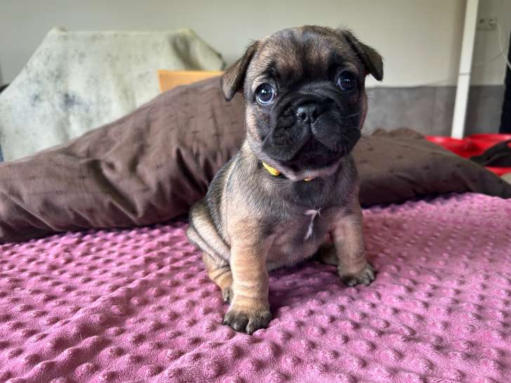 Chiots femelles Bouledogue Français à réserver