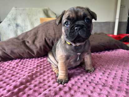 Chiots femelles Bouledogue Français à réserver