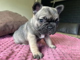 Chiots femelles Bouledogue Français à réserver