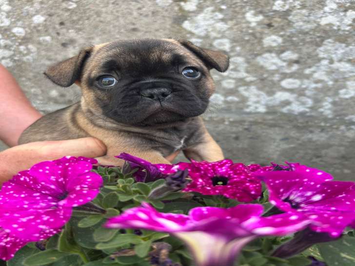 Chiots femelles Bouledogue Français à réserver