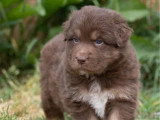 Chiot Berger Australien mâle rouge tricolore à réserver non LOF