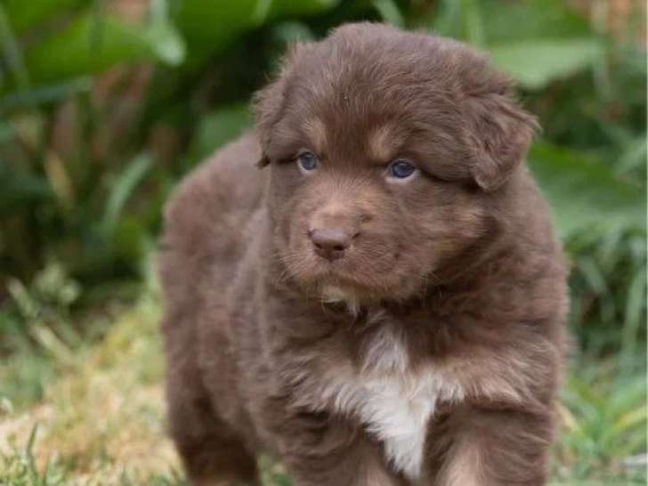 Chiot Berger Australien mâle rouge tricolore à réserver non LOF