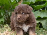 Chiot Berger Australien mâle rouge tricolore à réserver non LOF