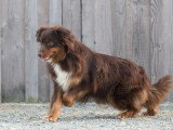 Chiot Berger Australien mâle rouge tricolore à réserver non LOF