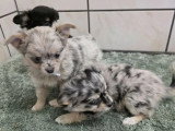 3 chiots femelles Chihuahua non LOF bleu merle et noire et feu à vendre