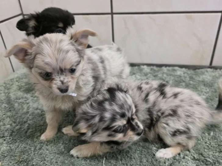 3 chiots femelles Chihuahua non LOF bleu merle et noire et feu à vendre